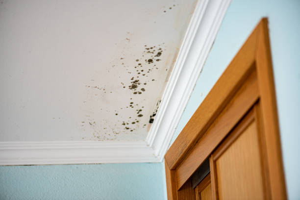 Best Residential Mold Remediation in Pleasant Prairie, WI