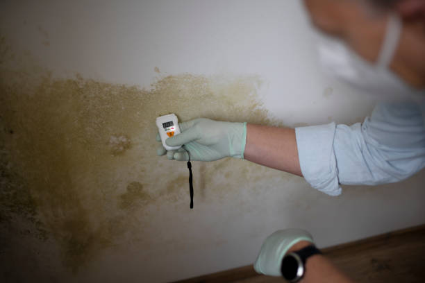 Best Black Mold Remediation in Pleasant Prairie, WI