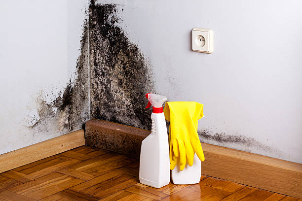 Best Commercial Mold Remediation in Pleasant Prairie, WI