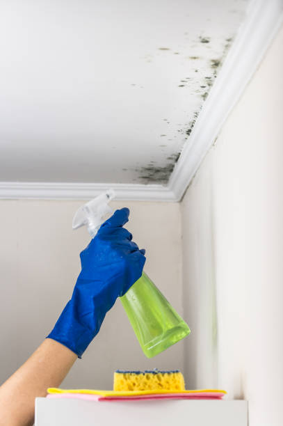 Best Basement Mold Remediation in Pleasant Prairie, WI